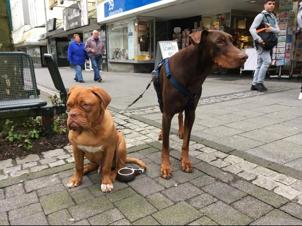 Image from Balou