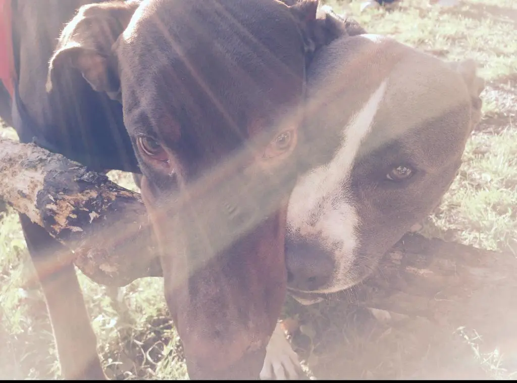 Image from Balou