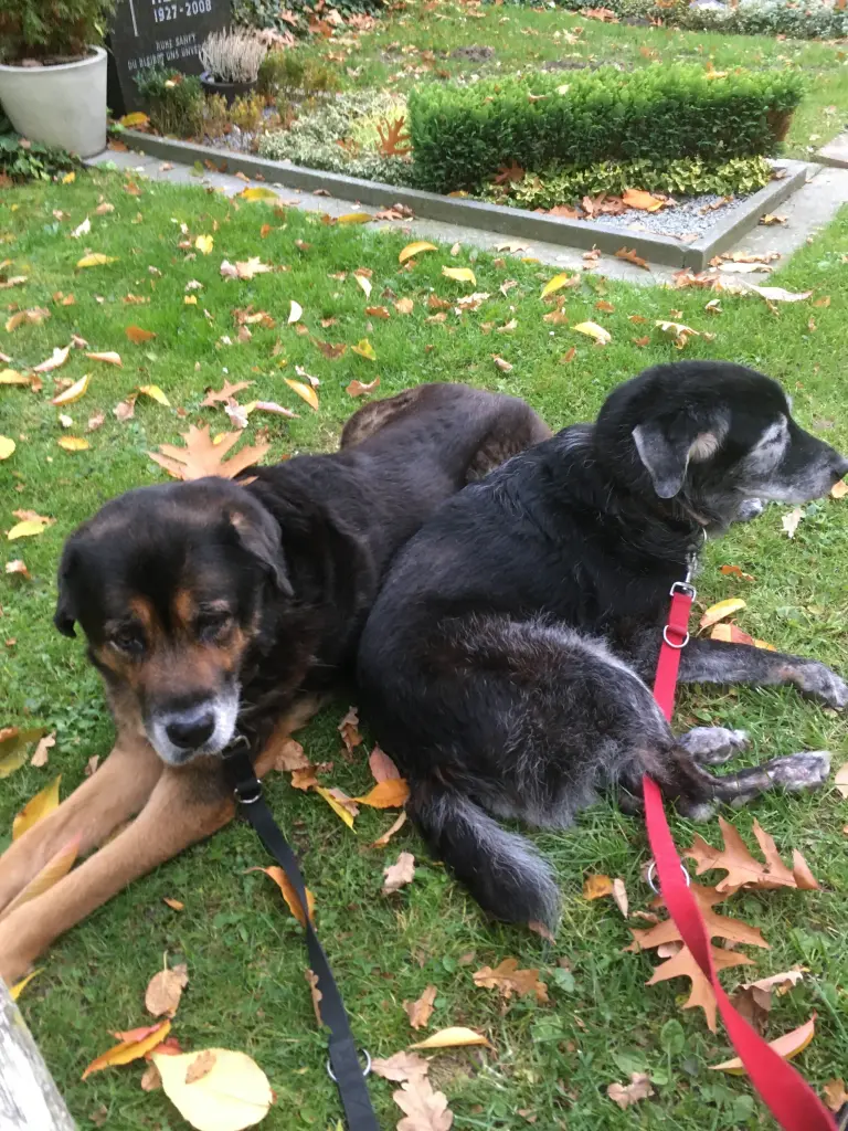 Image from Brutus