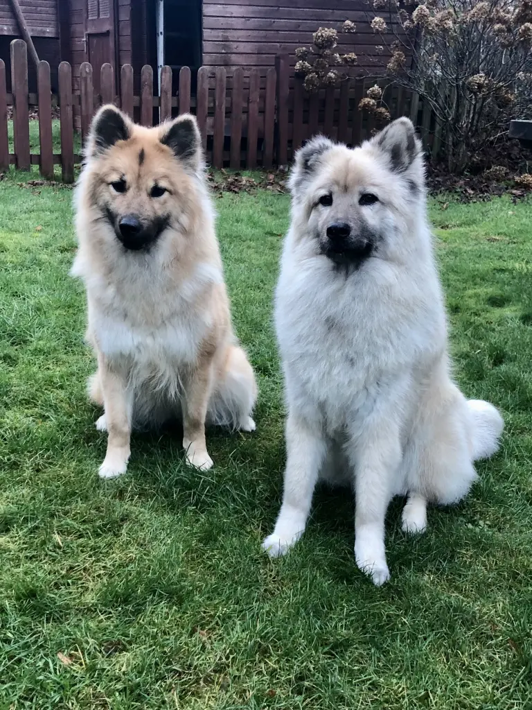 Image from Galea