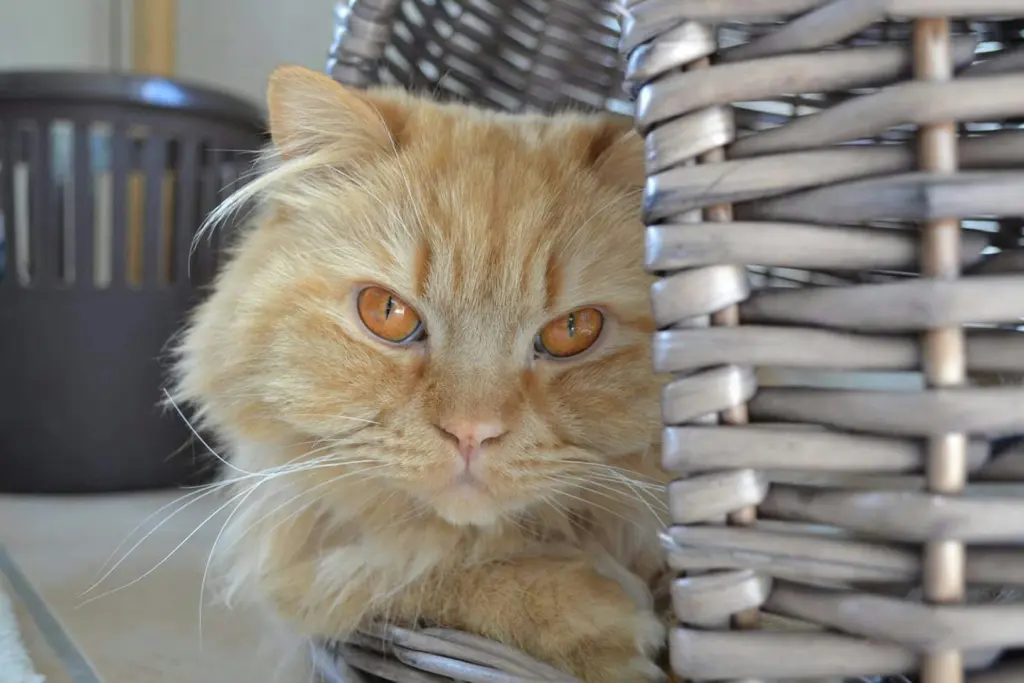 Image from Garfield