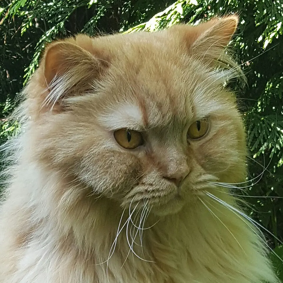 Image from Garfield
