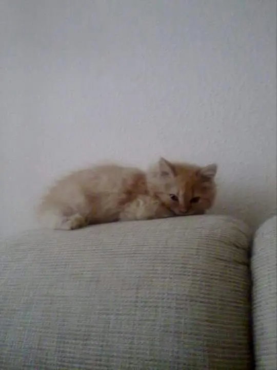 Image from Garfield