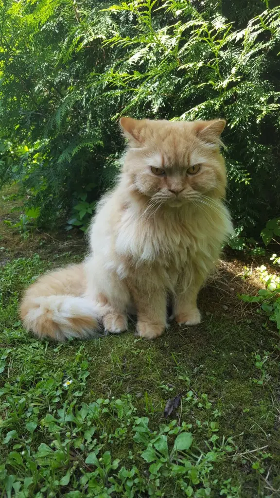 Image from Garfield