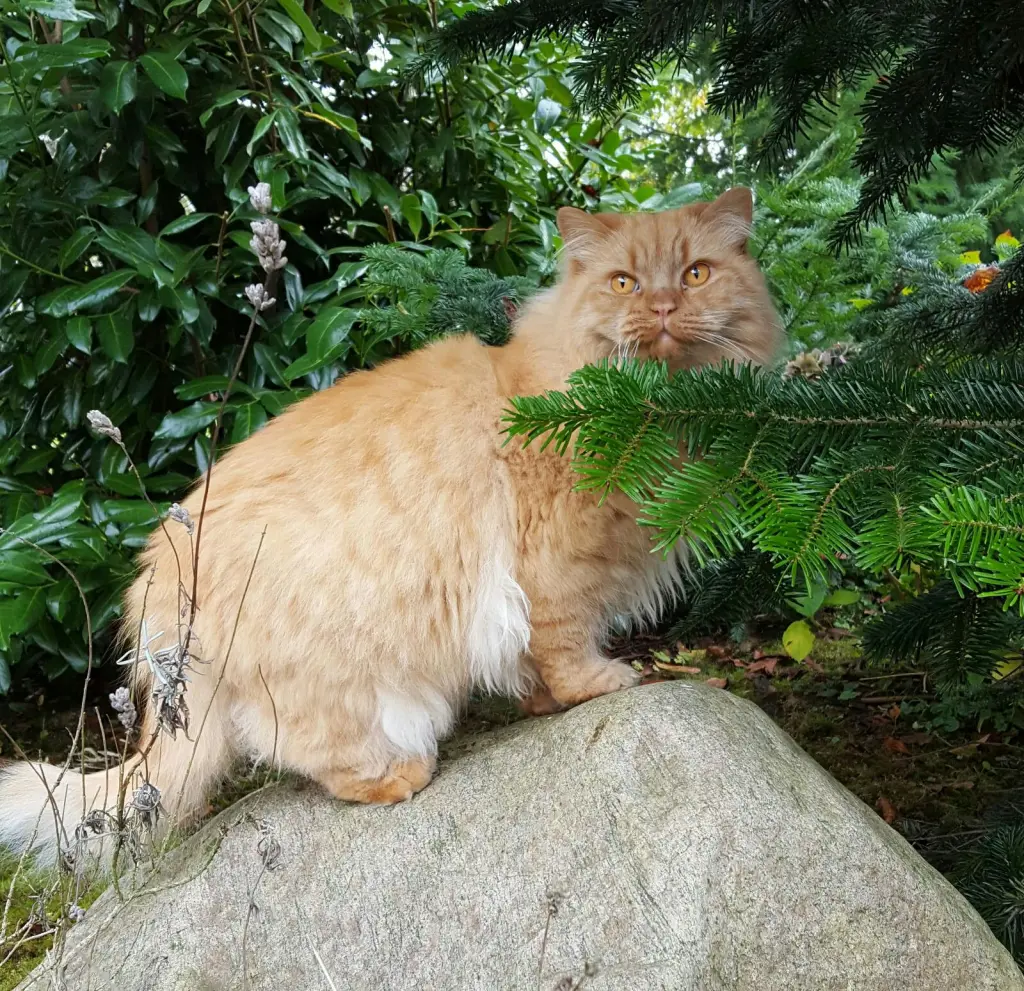 Image from Garfield