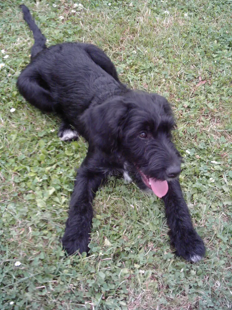 Image from Romeo
