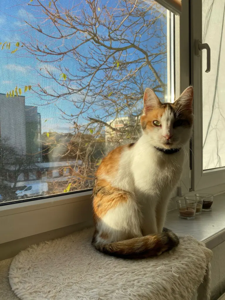 Image from Kati