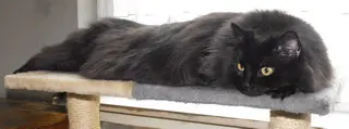 Condolence image of Deine Katzeneltern