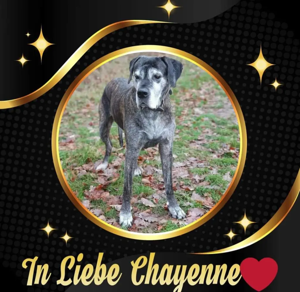 Image from Chayenne