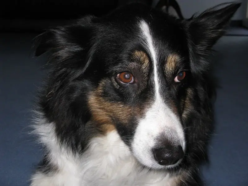 Condolence image of Anne-Marie mit Herzenshund Arwen