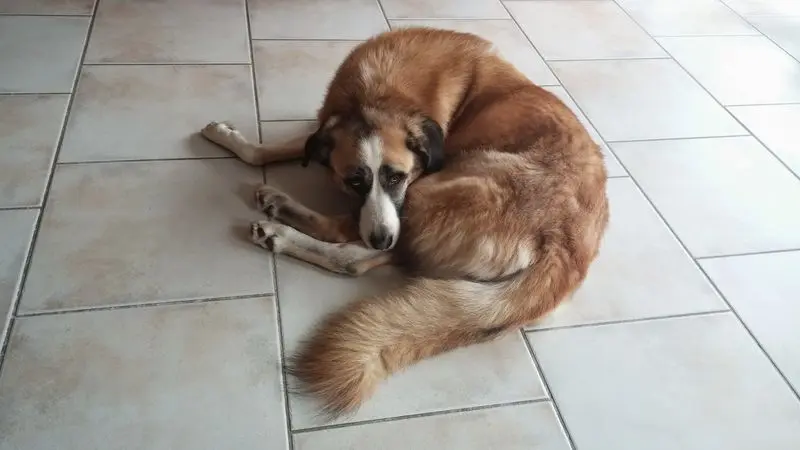 Condolence image of Carmen