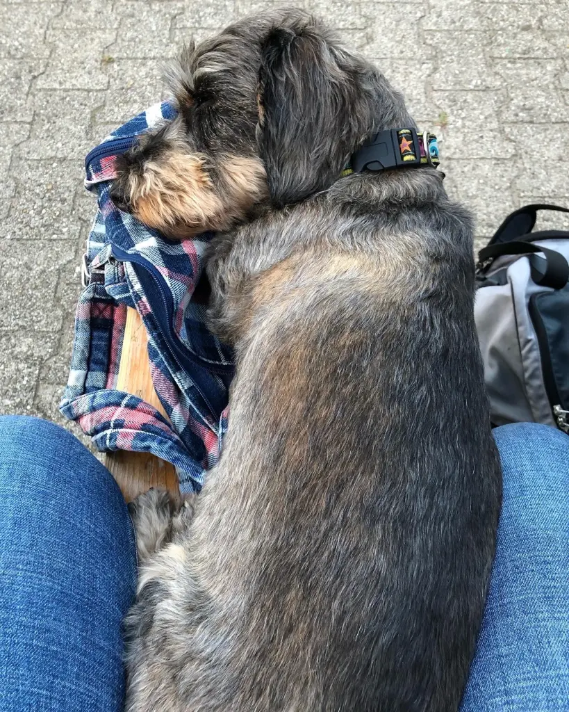 Image from Schrödi