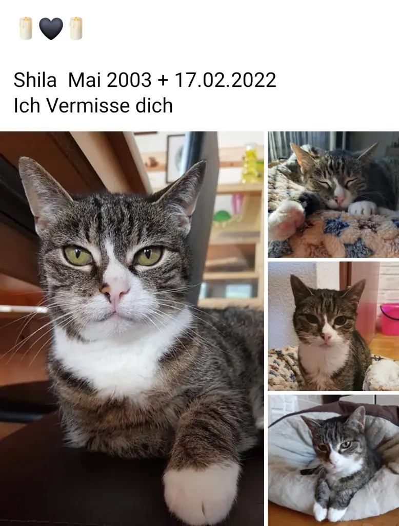 Image from Shila