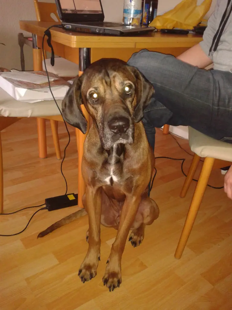 Image from Bruno