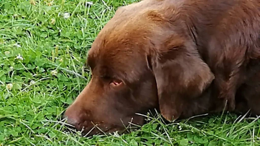 Condolence image of Heike