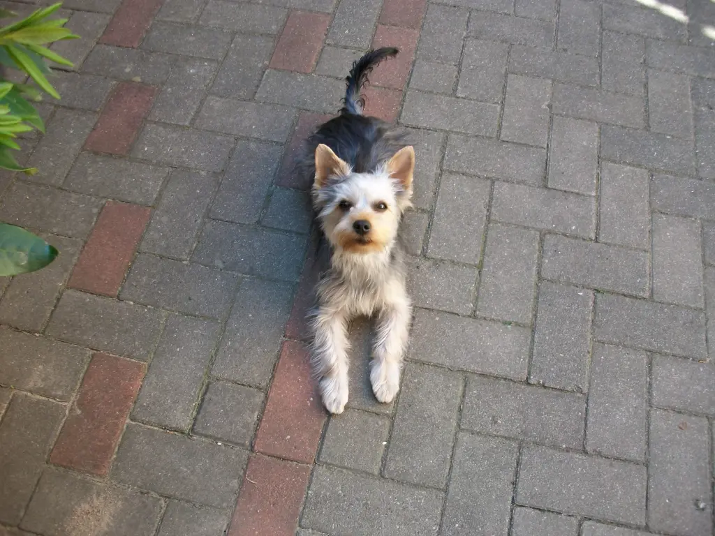 Image from Trixi