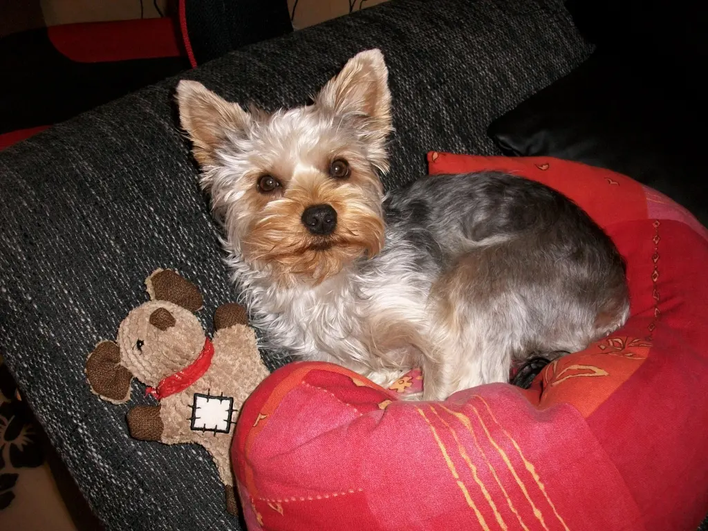 Image from Trixi
