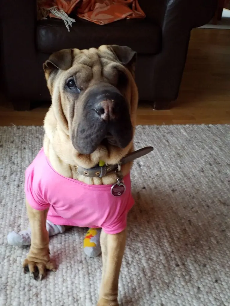 Andachtsbild von Anja