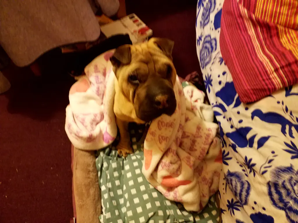 Andachtsbild von Anja