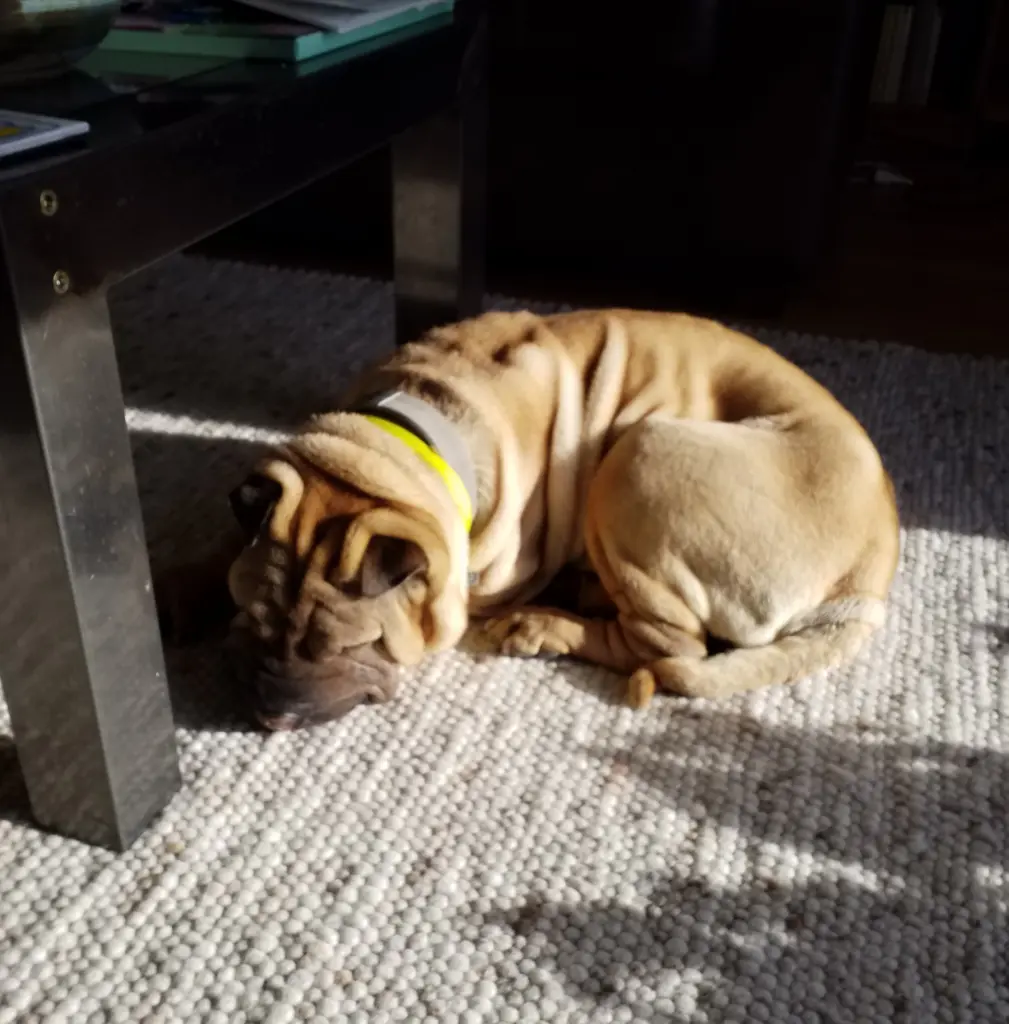 Andachtsbild von Anja