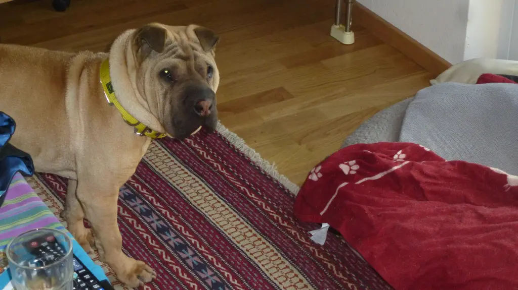 Andachtsbild von Dr.Anja