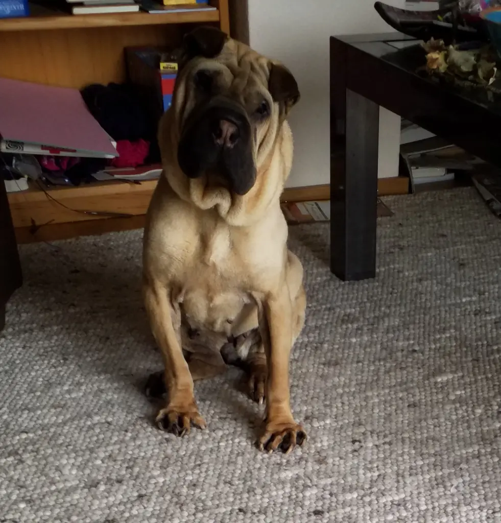 Andachtsbild von Anja