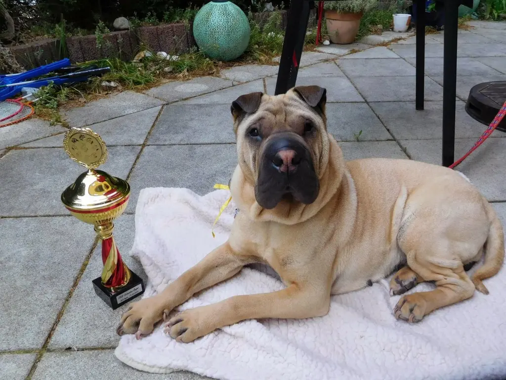 Andachtsbild von Anja