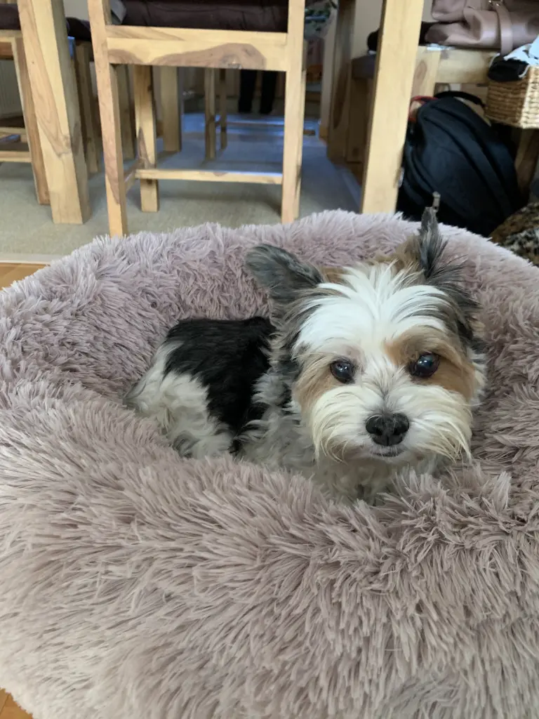 Image from Lucy