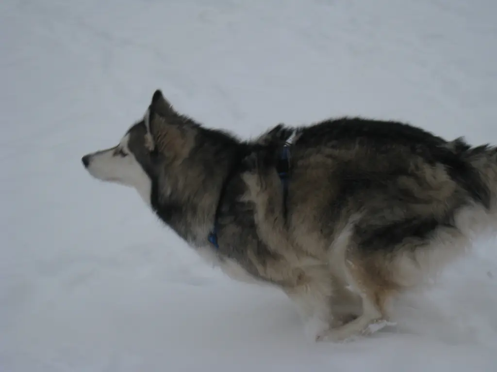 Image from Kira