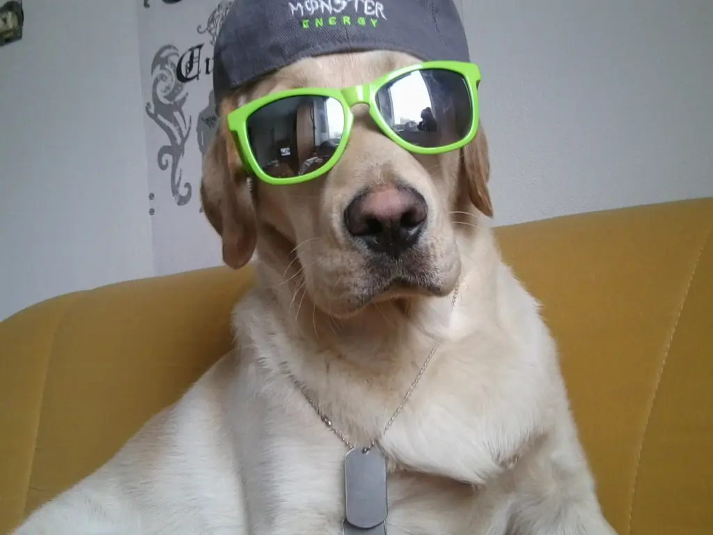 Image from Theodor (Pupi)