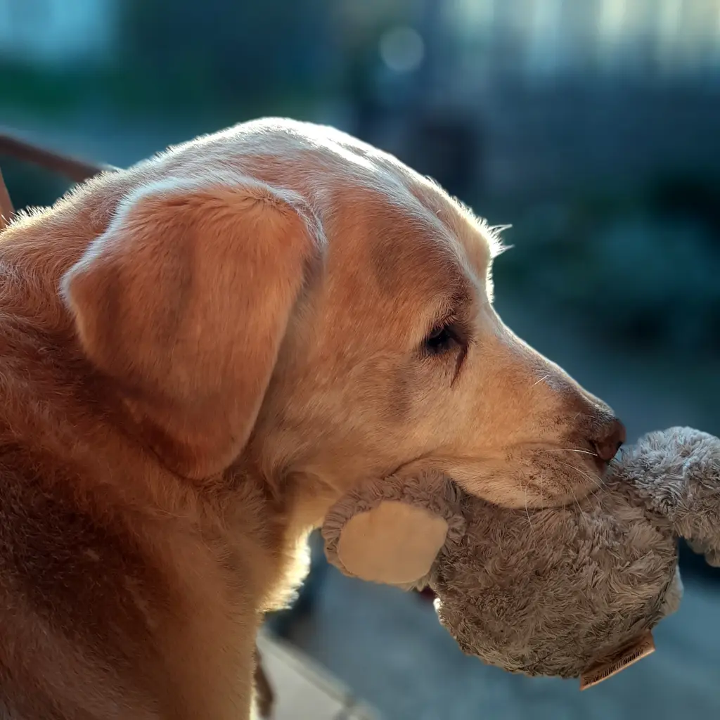 Image from Theodor (Pupi)