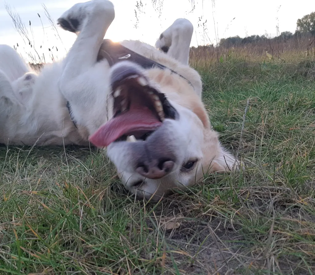 Image from Theodor (Pupi)