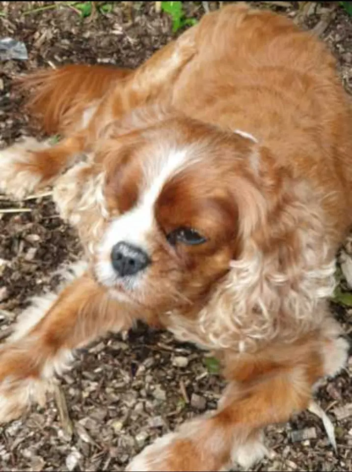Condolence image of Frauchen Angie Müller