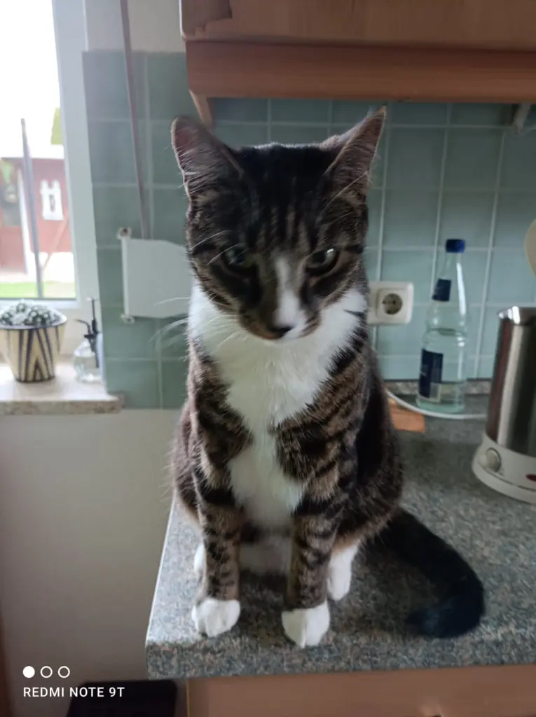 Andachtsbild von Karin mit Filou1 im Herzen und Filou2 an meiner Seite