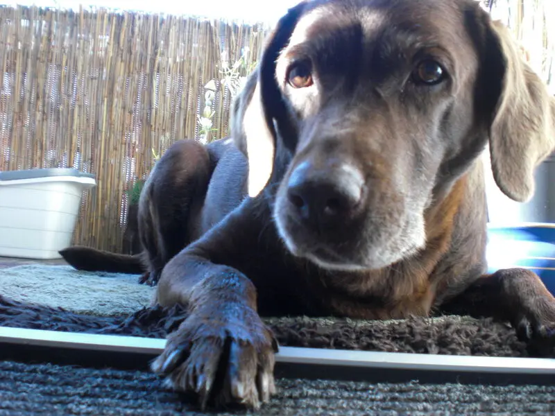 Andachtsbild von Ute & Mathis mit Nelly tief im ❤ gest.26.08.2021