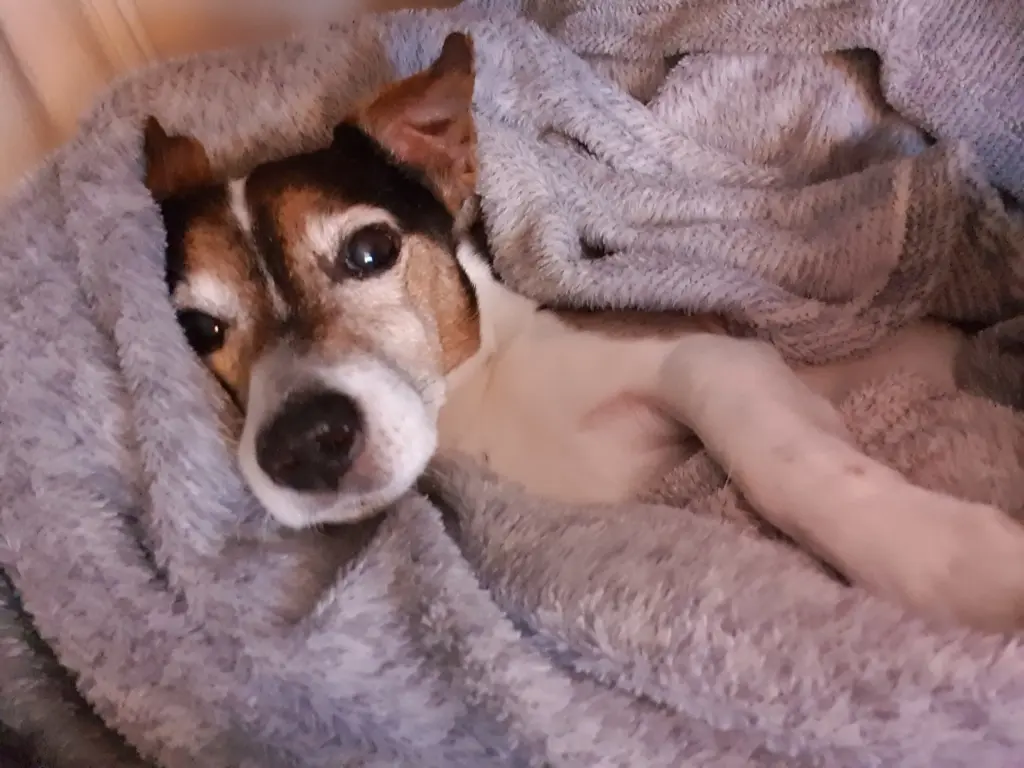 Bild von Monty