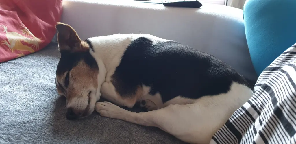 Bild von Monty