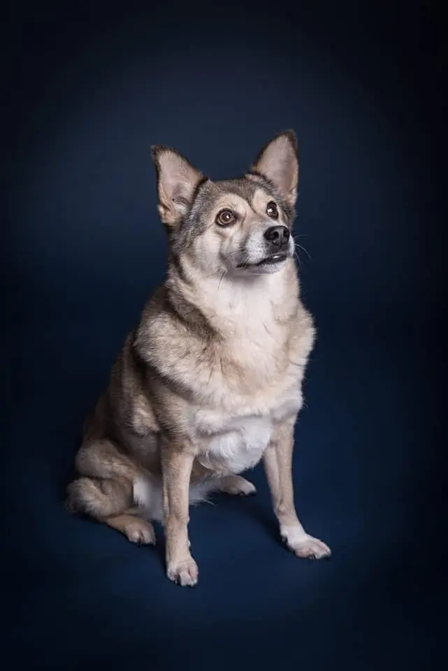 Image from Laika