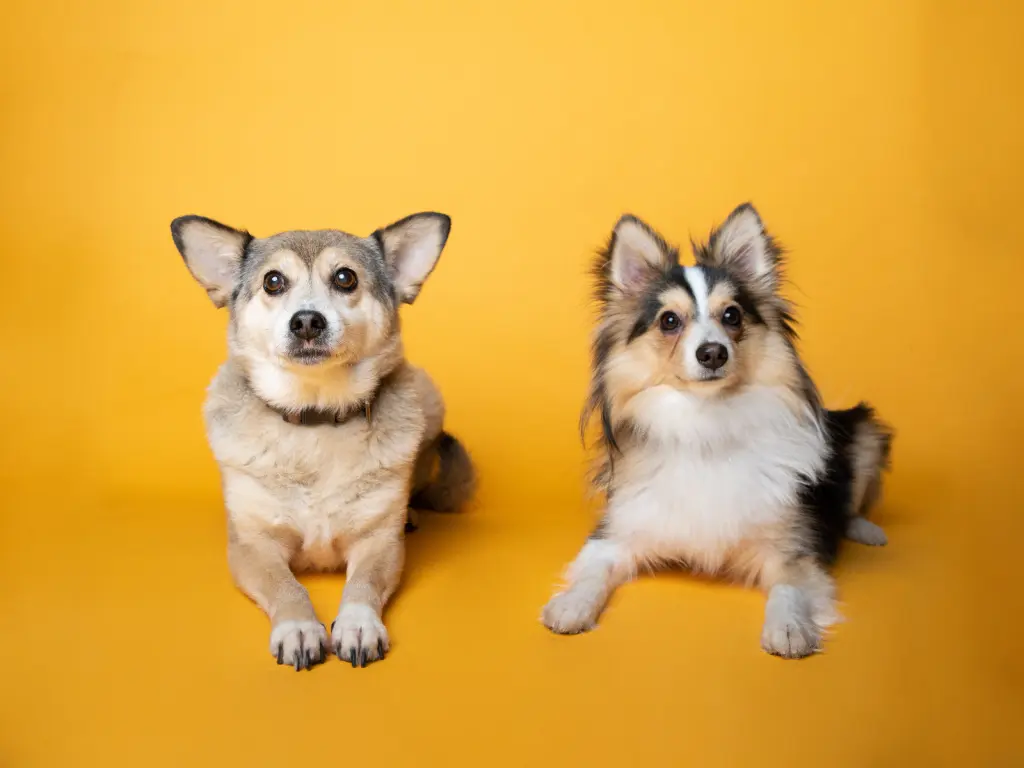 Image from Laika