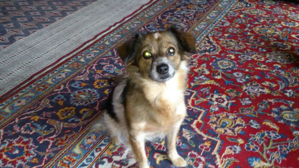 Condolence image of Gina