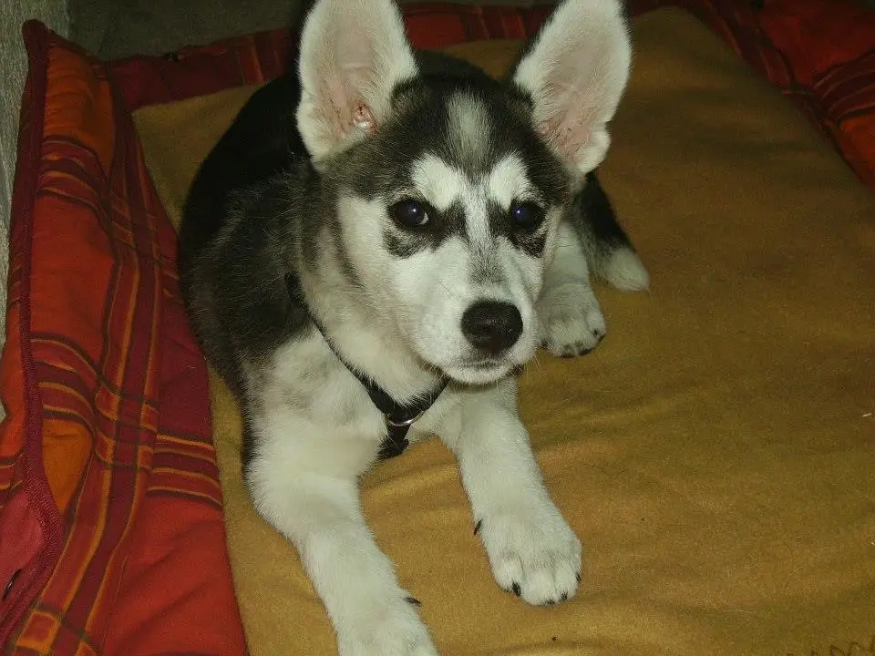Image from Tala