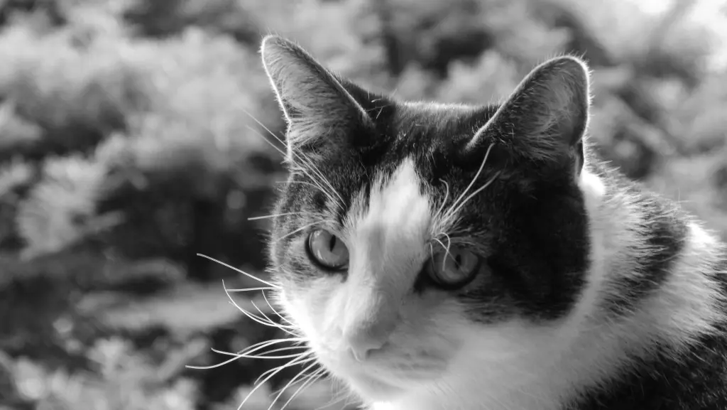 Condolence image of Petra mit Timmy im Herzen(+8.1.2020)