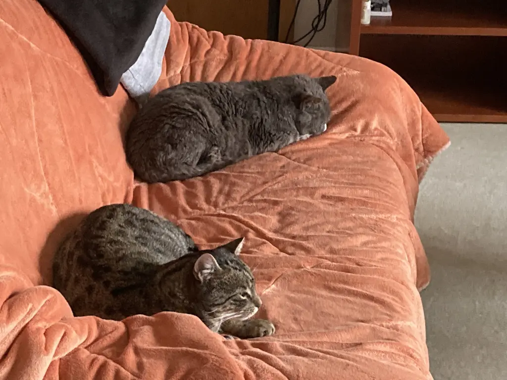 Image from Socke