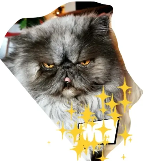 Image from Leo