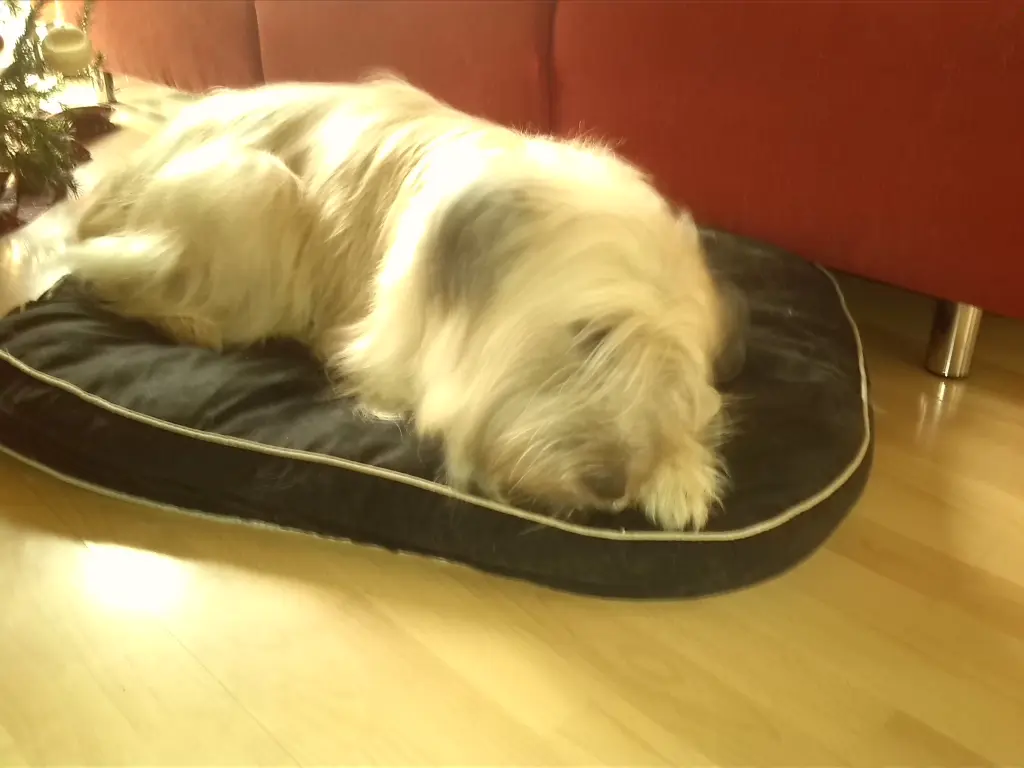 Andachtsbild von Daniel