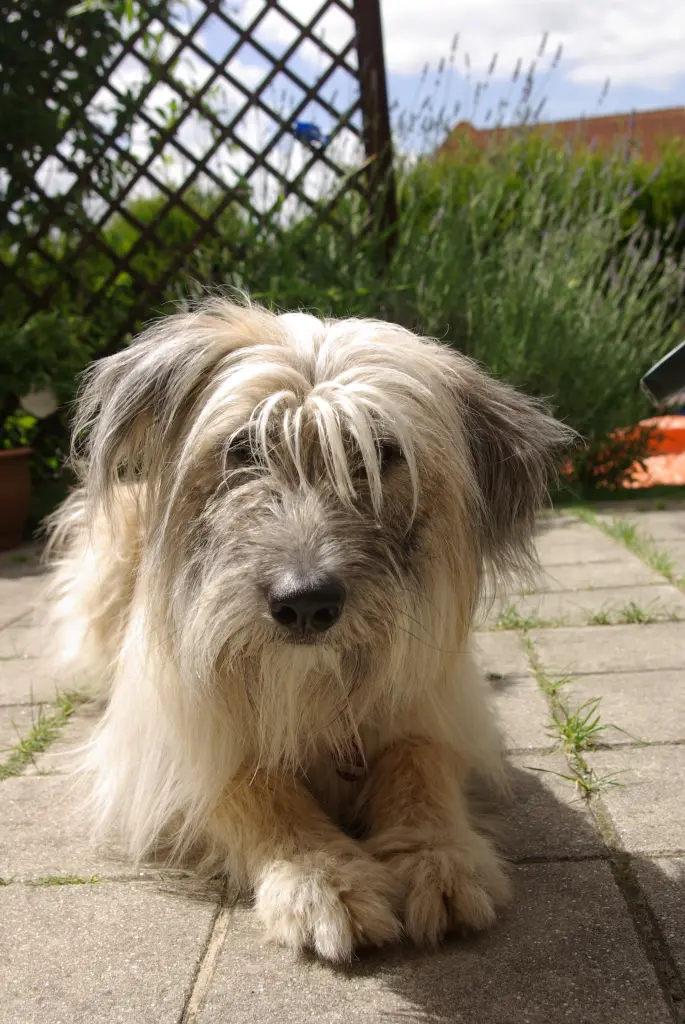 Andachtsbild von Unbekannt