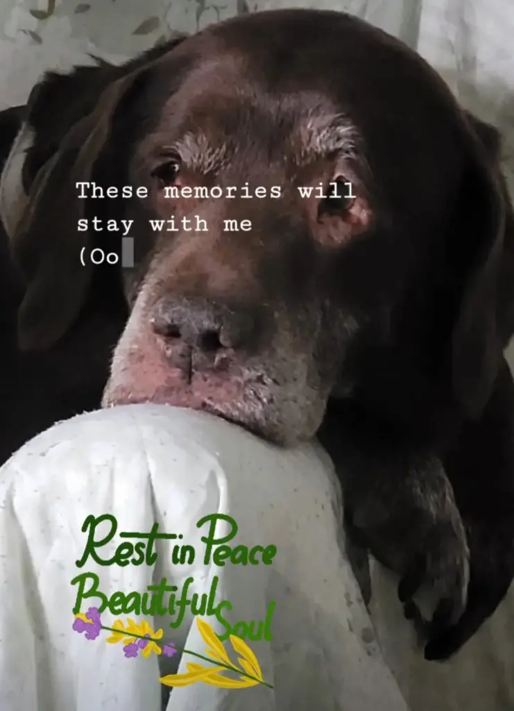 Image from Marley
