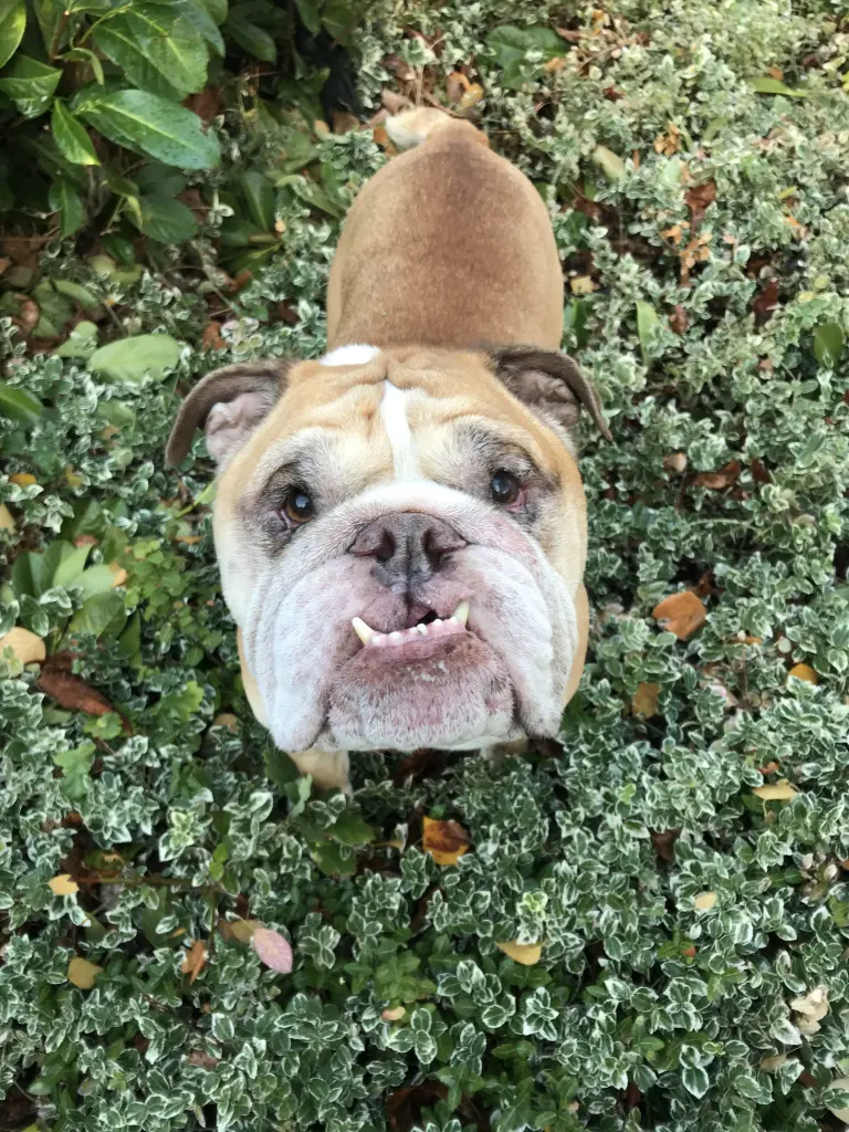 Image from Balou