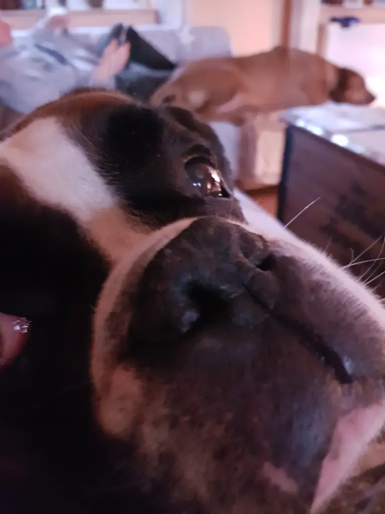 Condolence image of Karina und Jörg mit Floyd im ❤