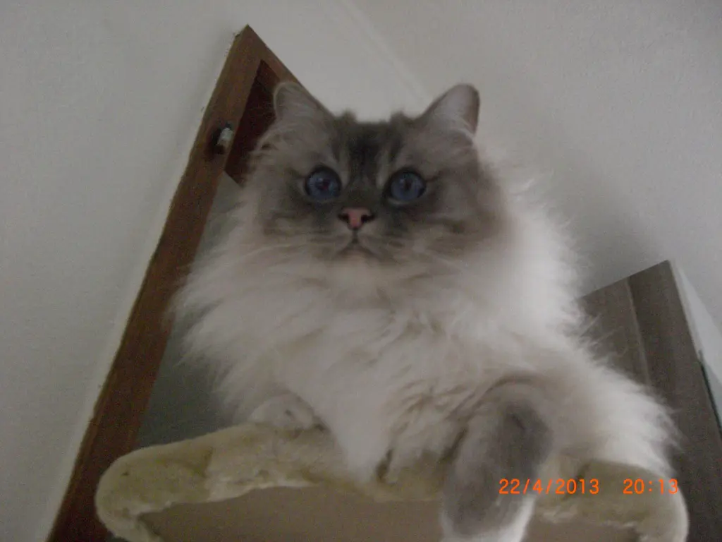 Image from Gismo